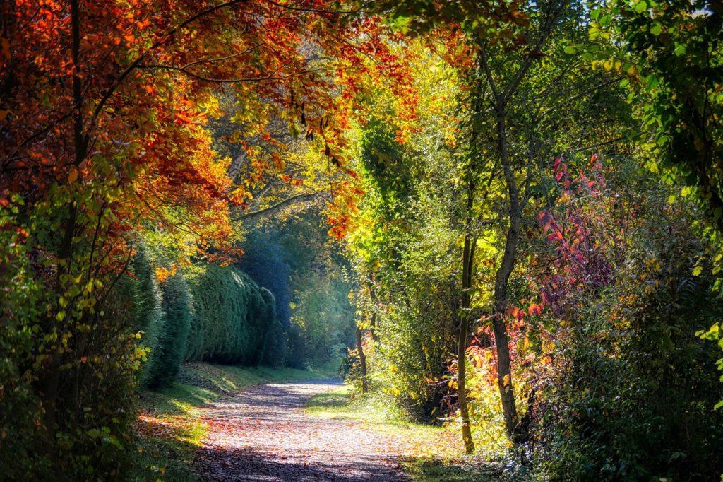 forest, path, fall-6769660.jpg